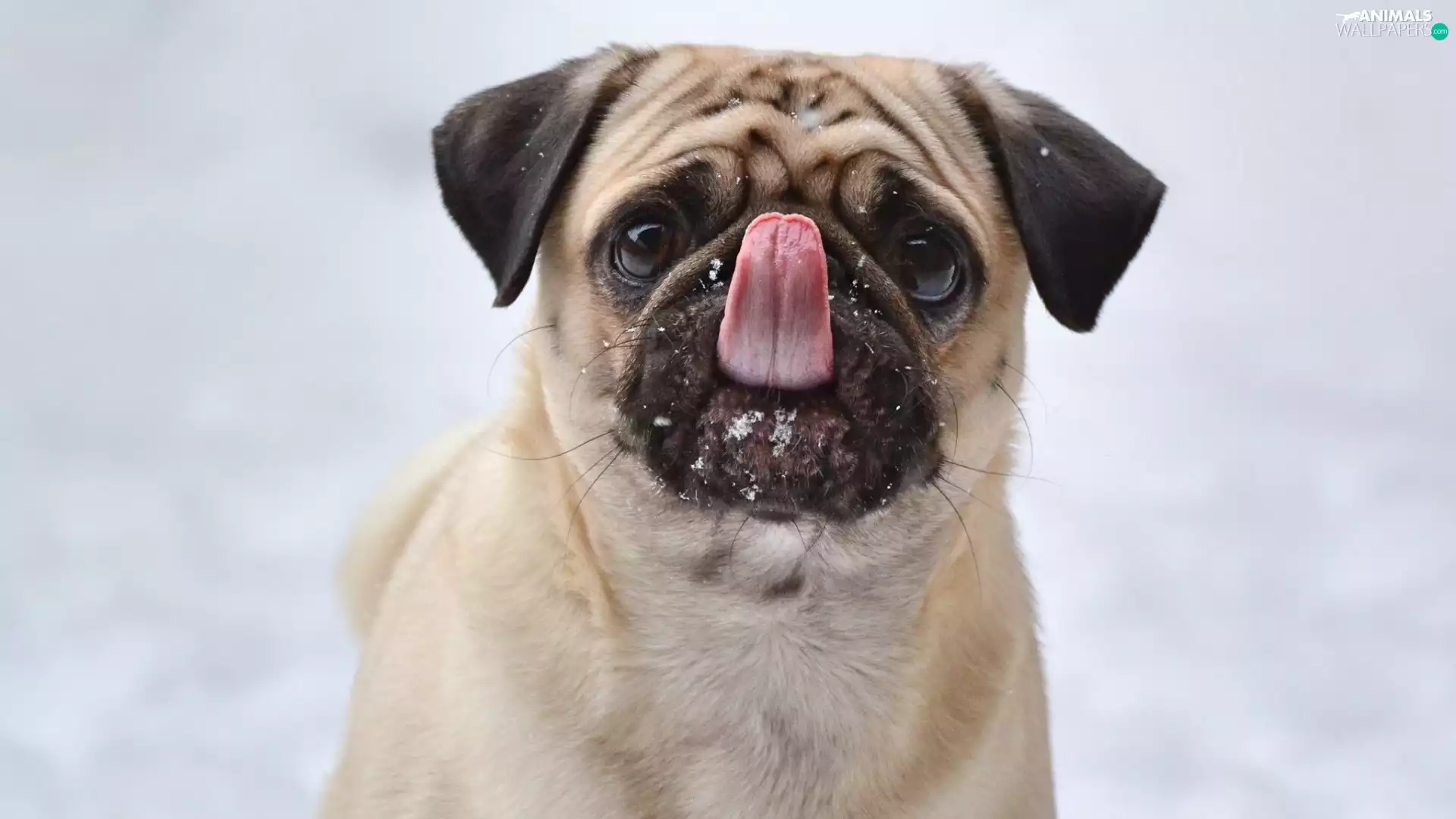 Tounge, The look, pug, Funny, dog