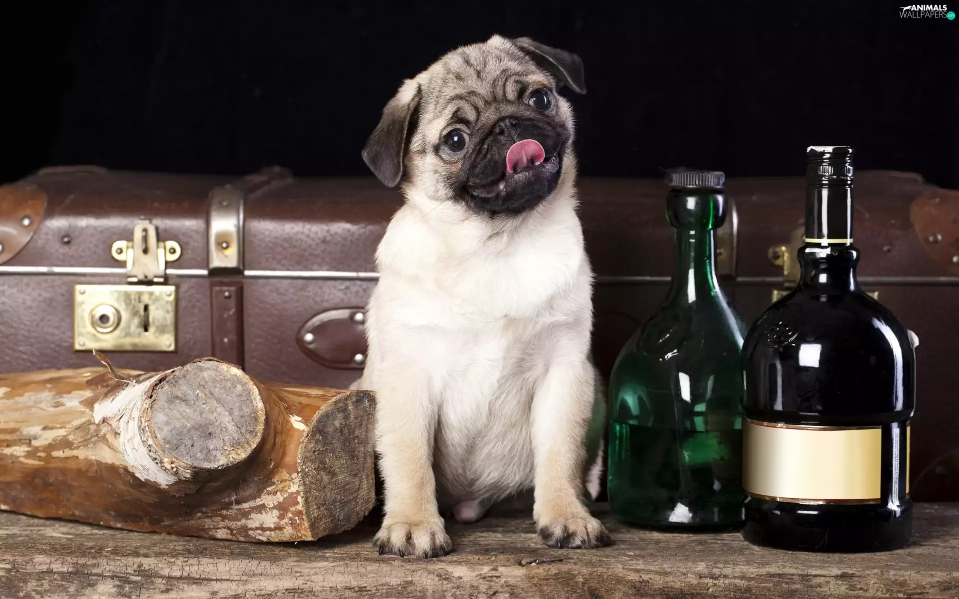 dog, Bottles, Puppy, pug
