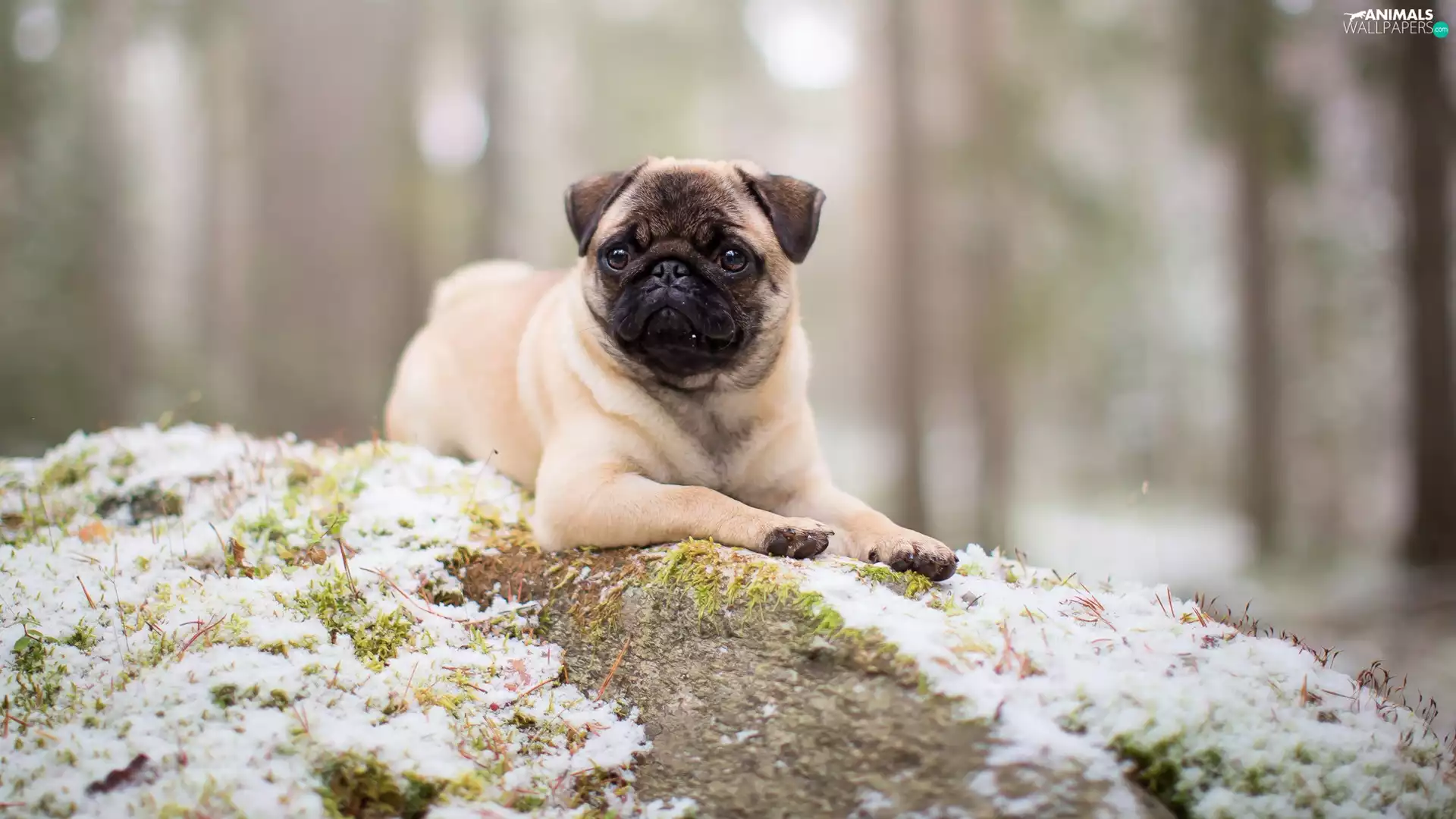 dog, elevation, snow, pug