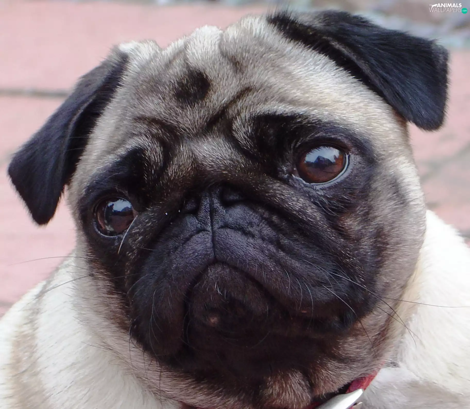 pug, sad, Eyes