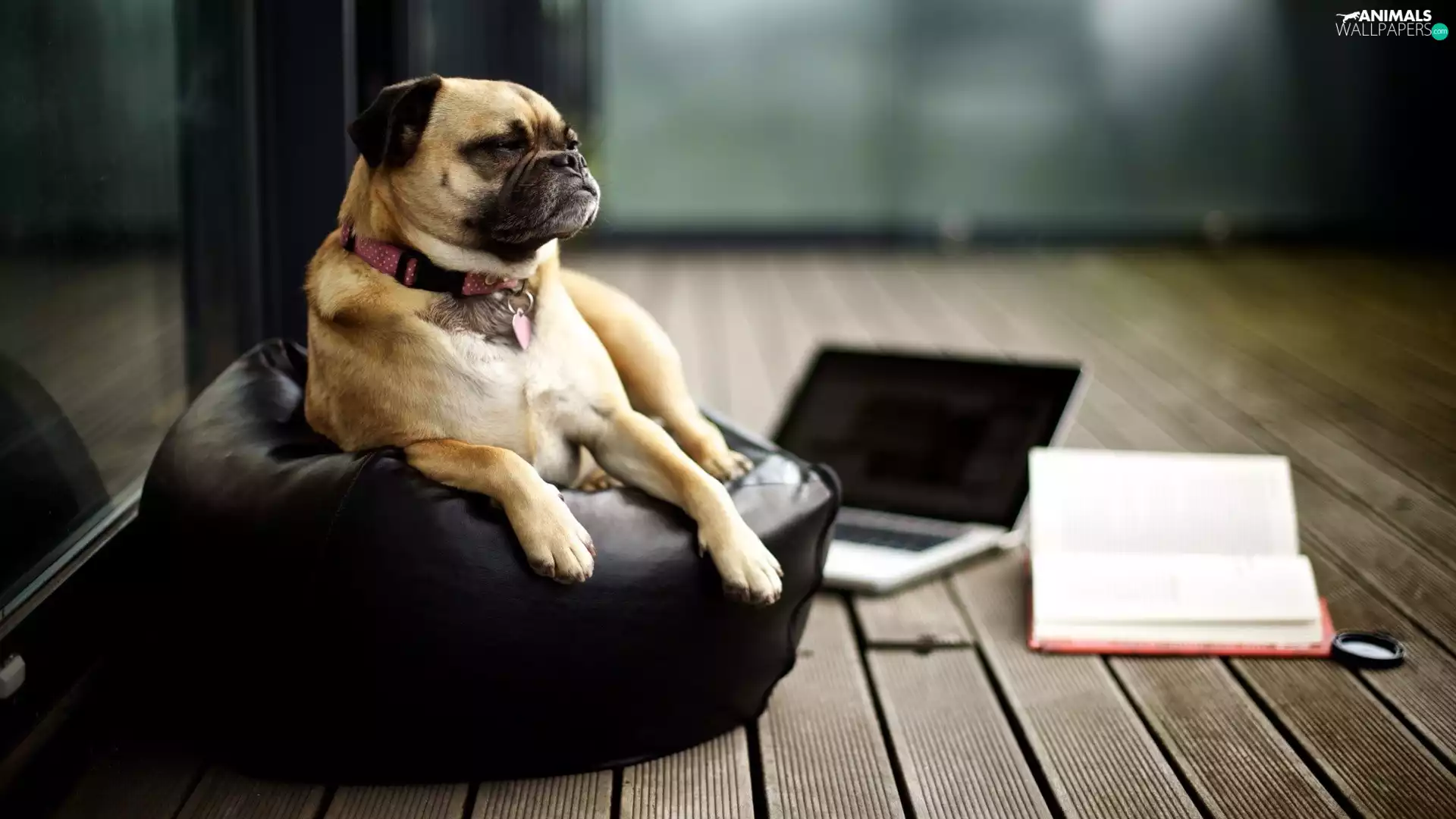 pug, Book, PC