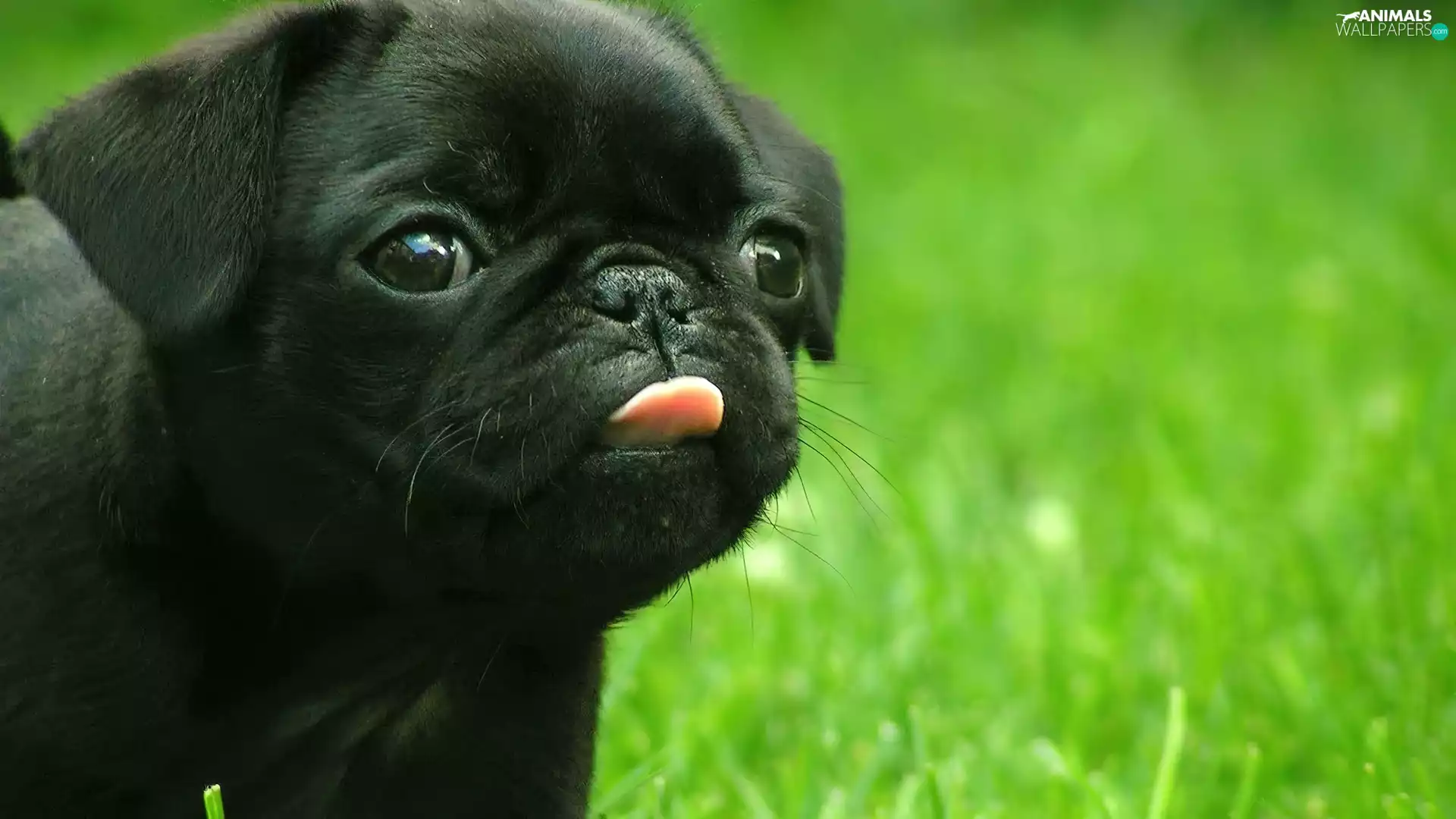 pug, Black, Puppy