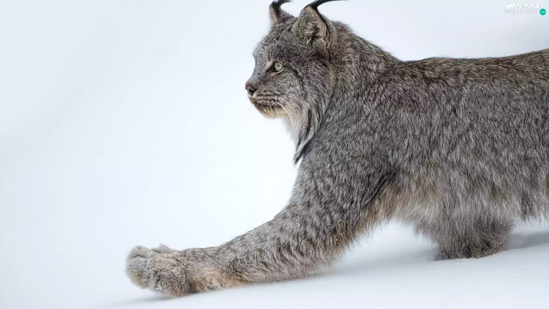 Lynx, paw, snow, pulled