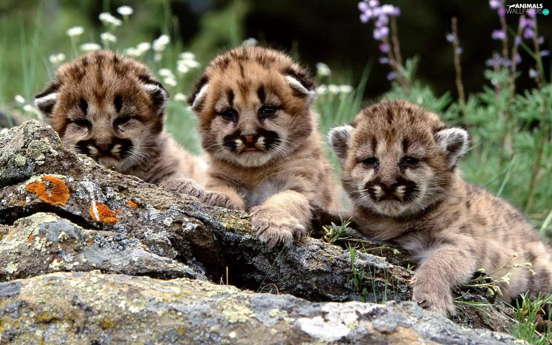 Puma, Three, young