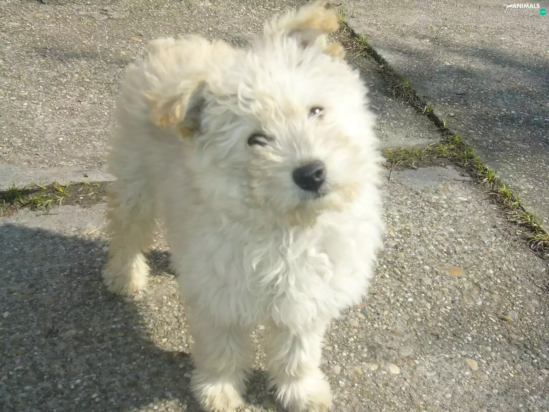 Pumi, honeyed, Puppy