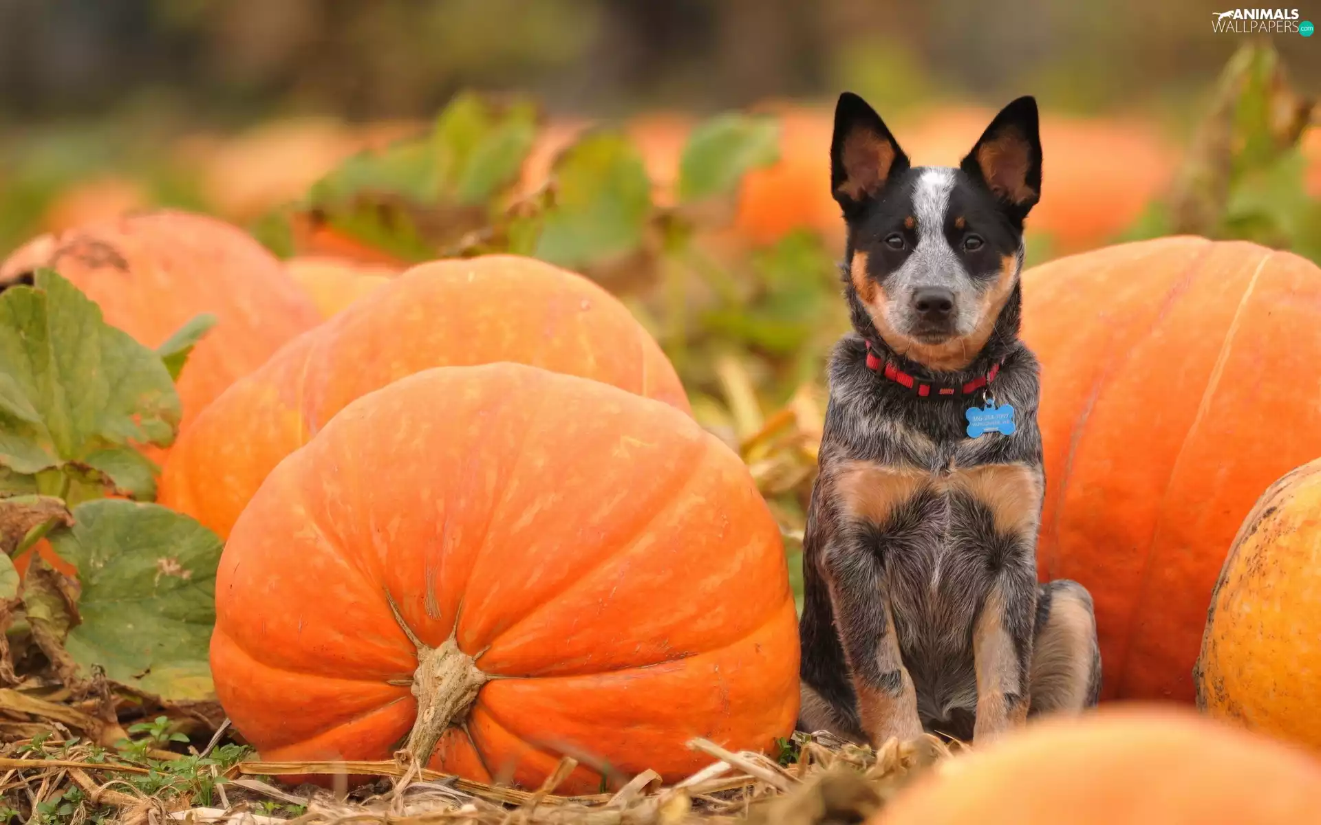 Australian cattle dog, pumpkin