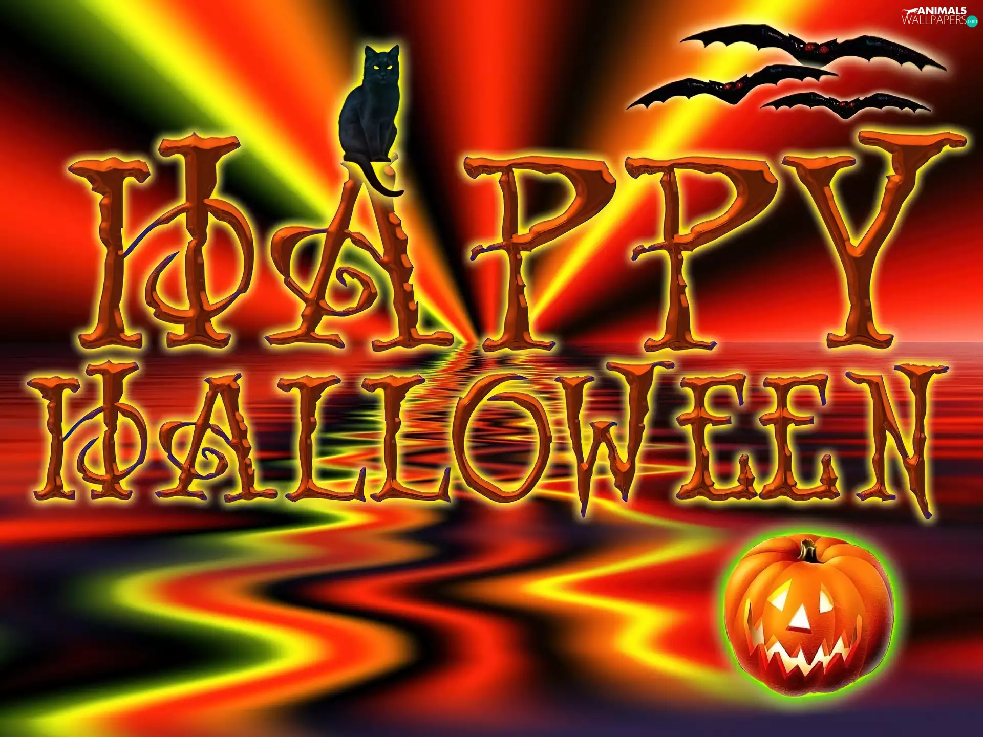 pumpkin, halloween, cat