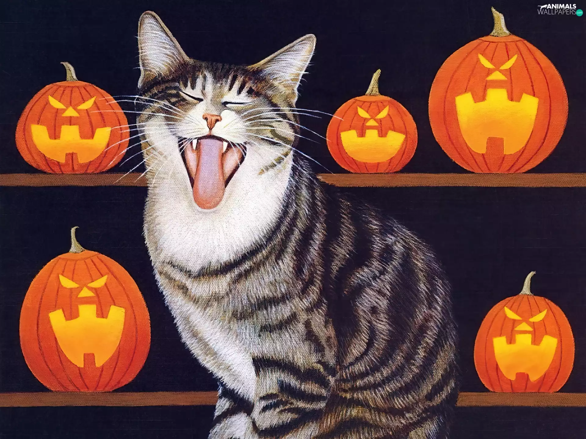 pumpkin, halloween, cat