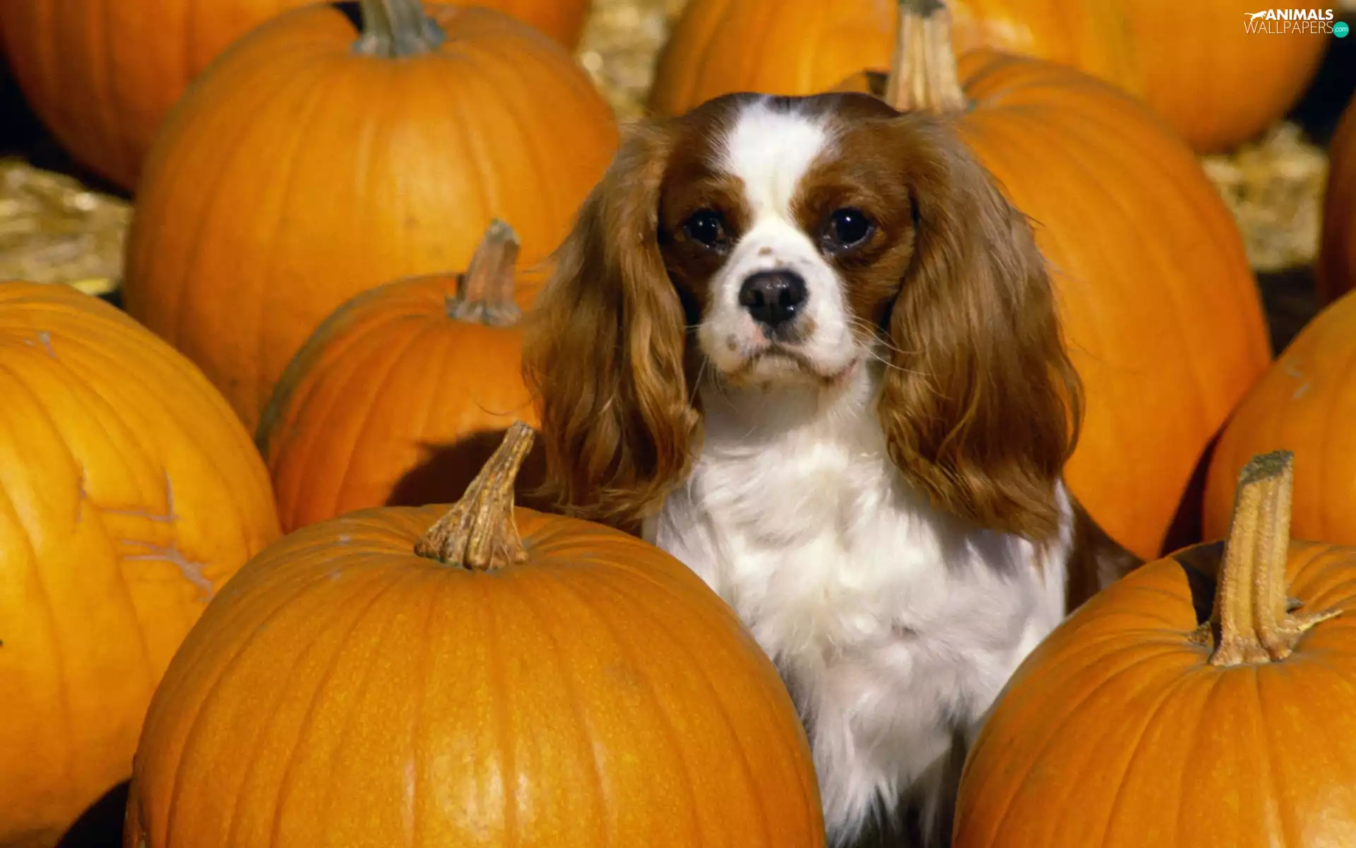 King Charles Spaniel, pumpkin