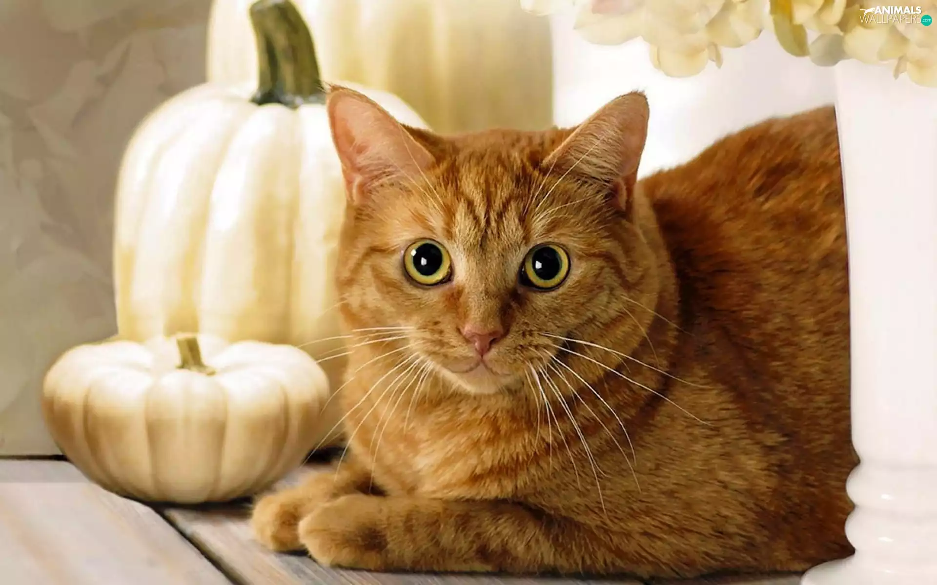 pumpkin, ginger, kitten