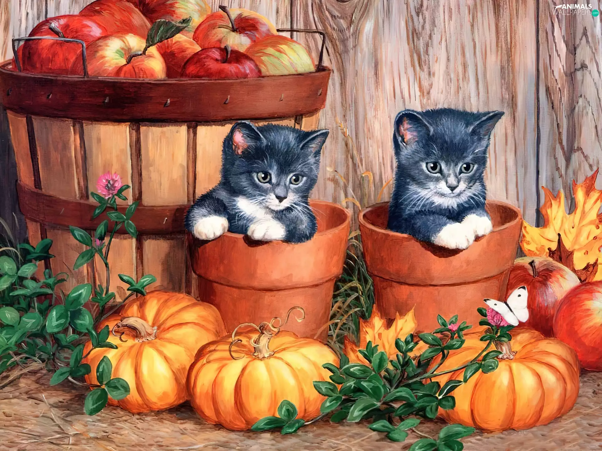 puss, pumpkin, Pots, Two cars