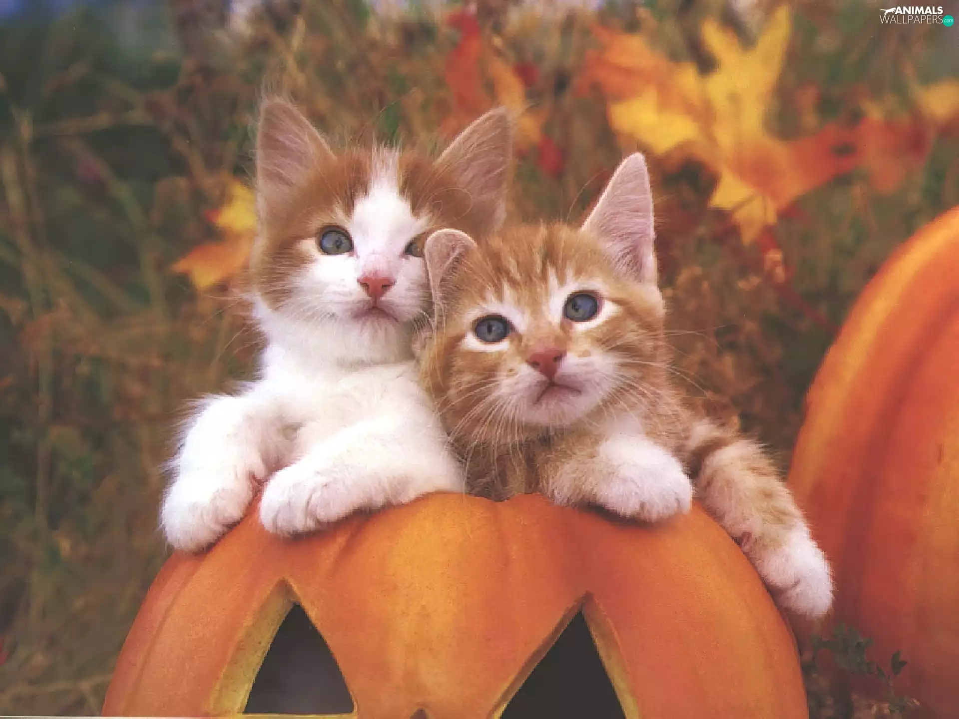pumpkin, halloween, puss