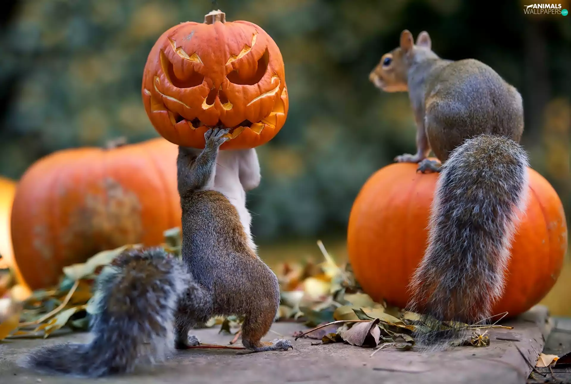 pumpkin, halloween, squirrels