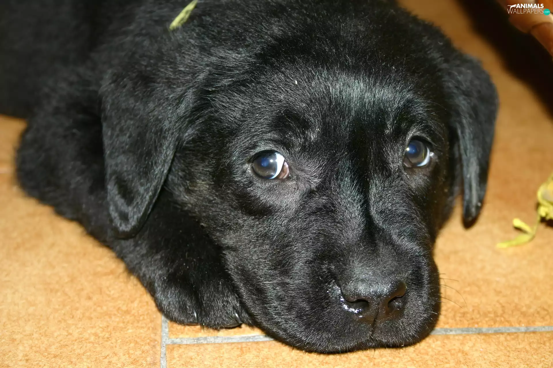 Black, Labrador, muzzle, puppie