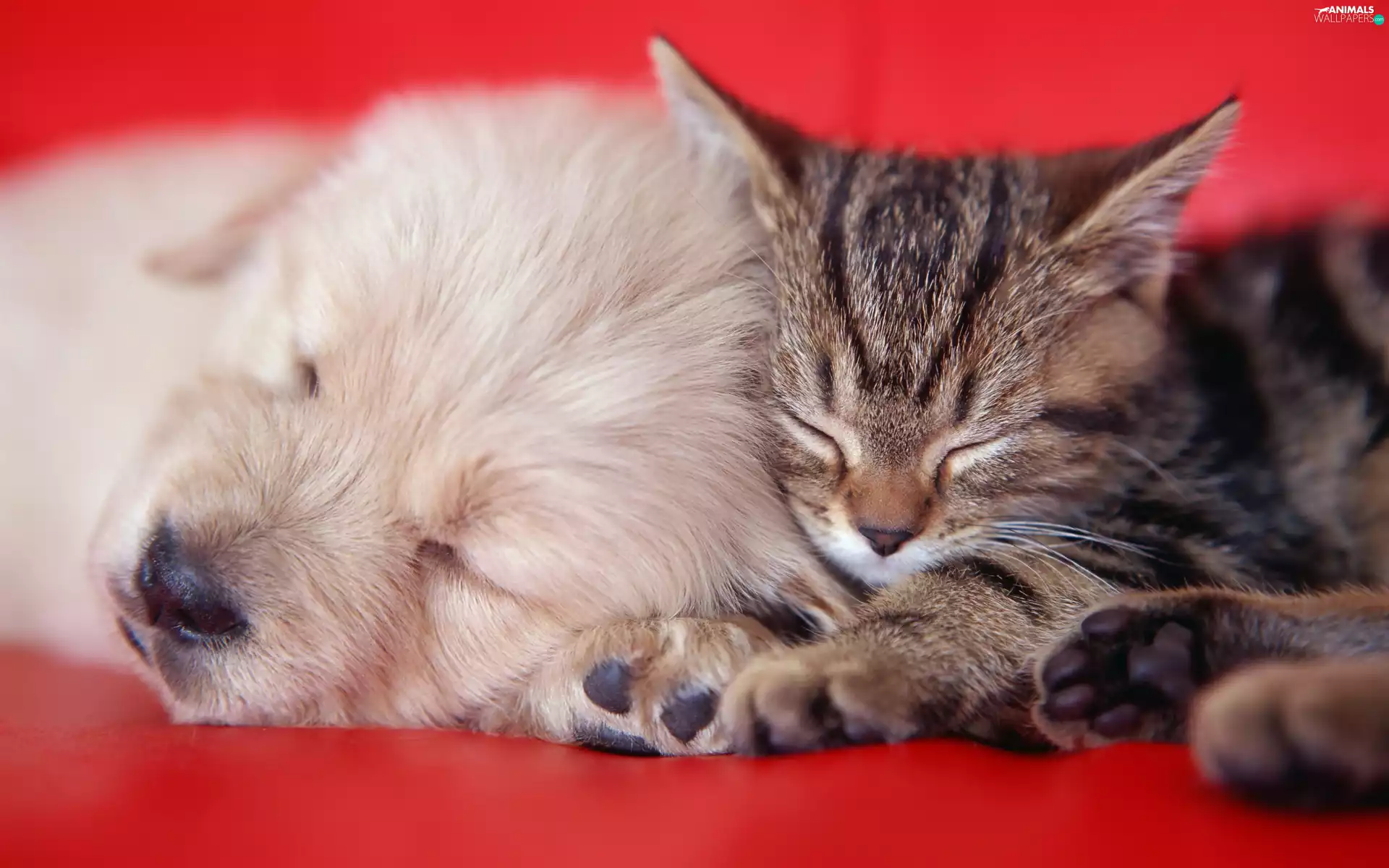 cat, puppie, Golden Retriever, small