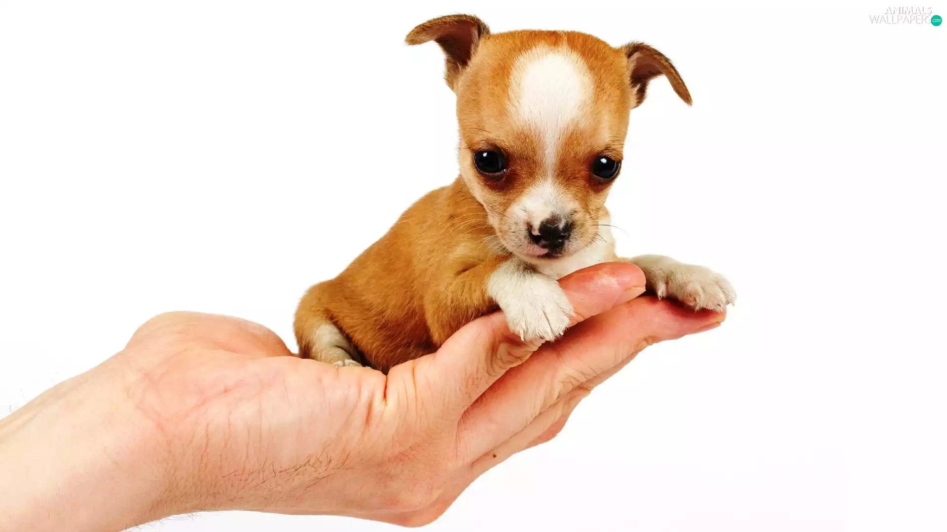 puppie, hand
