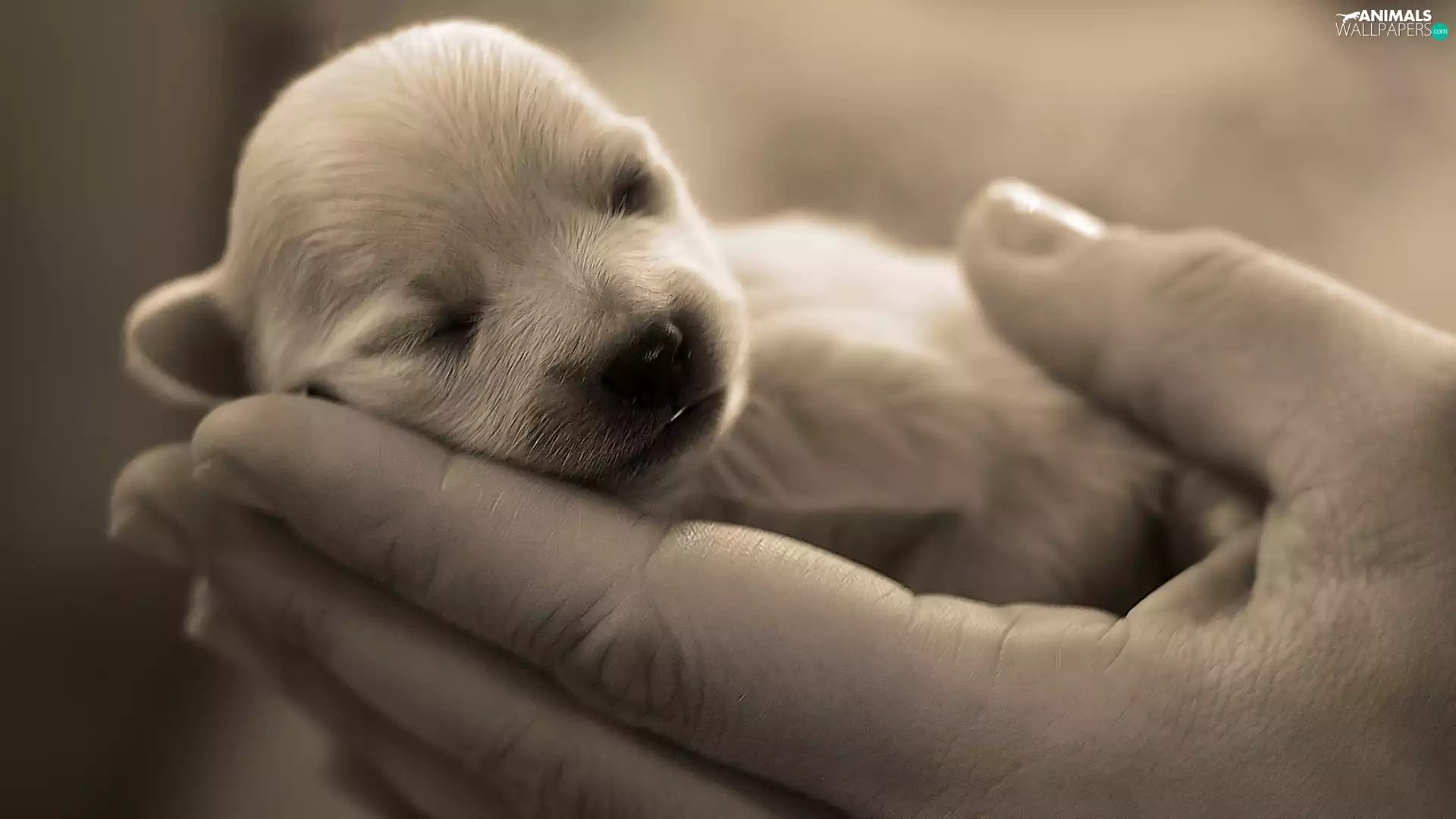 puppie, hands