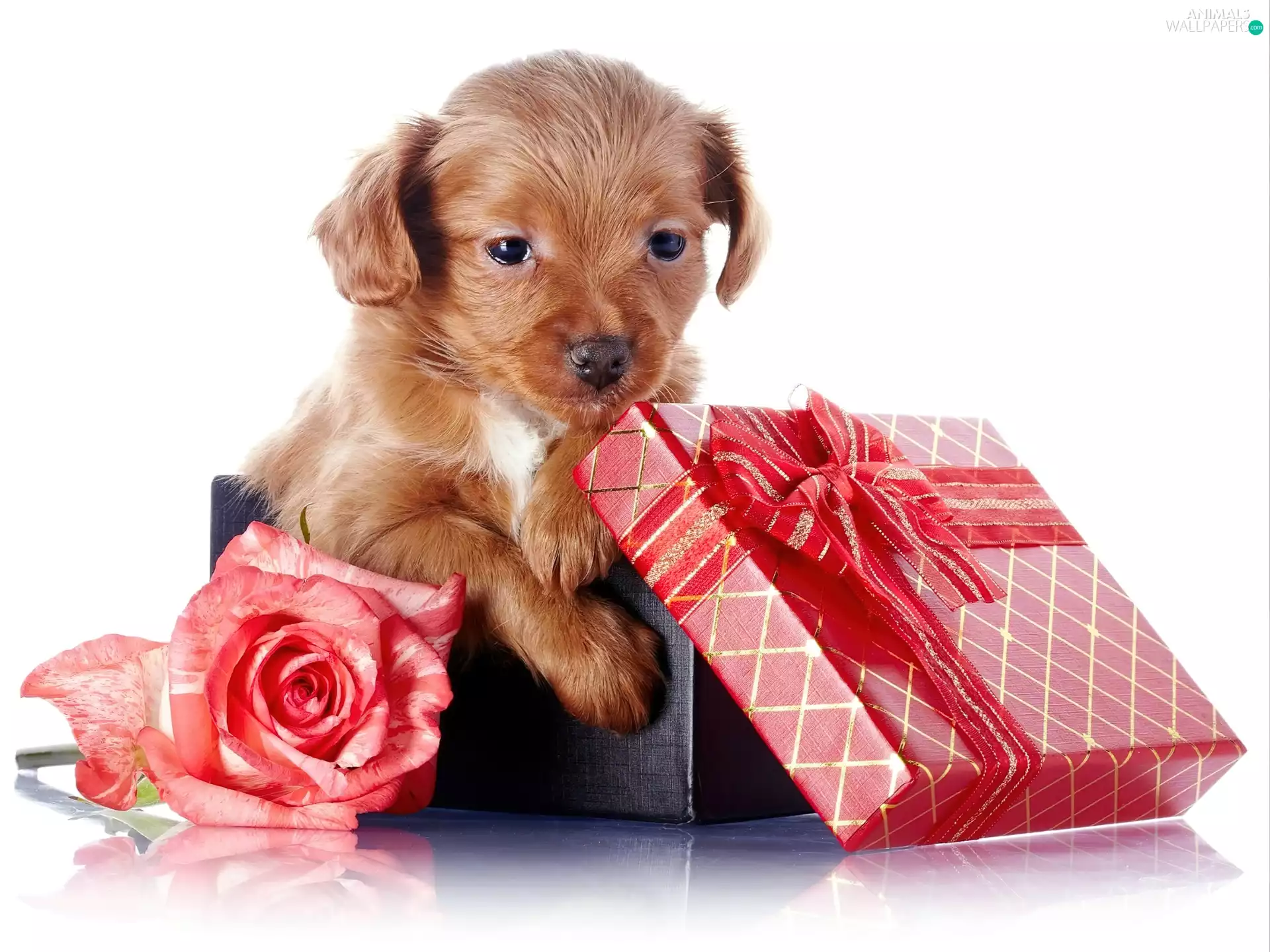 honeyed, rose, Present, puppie