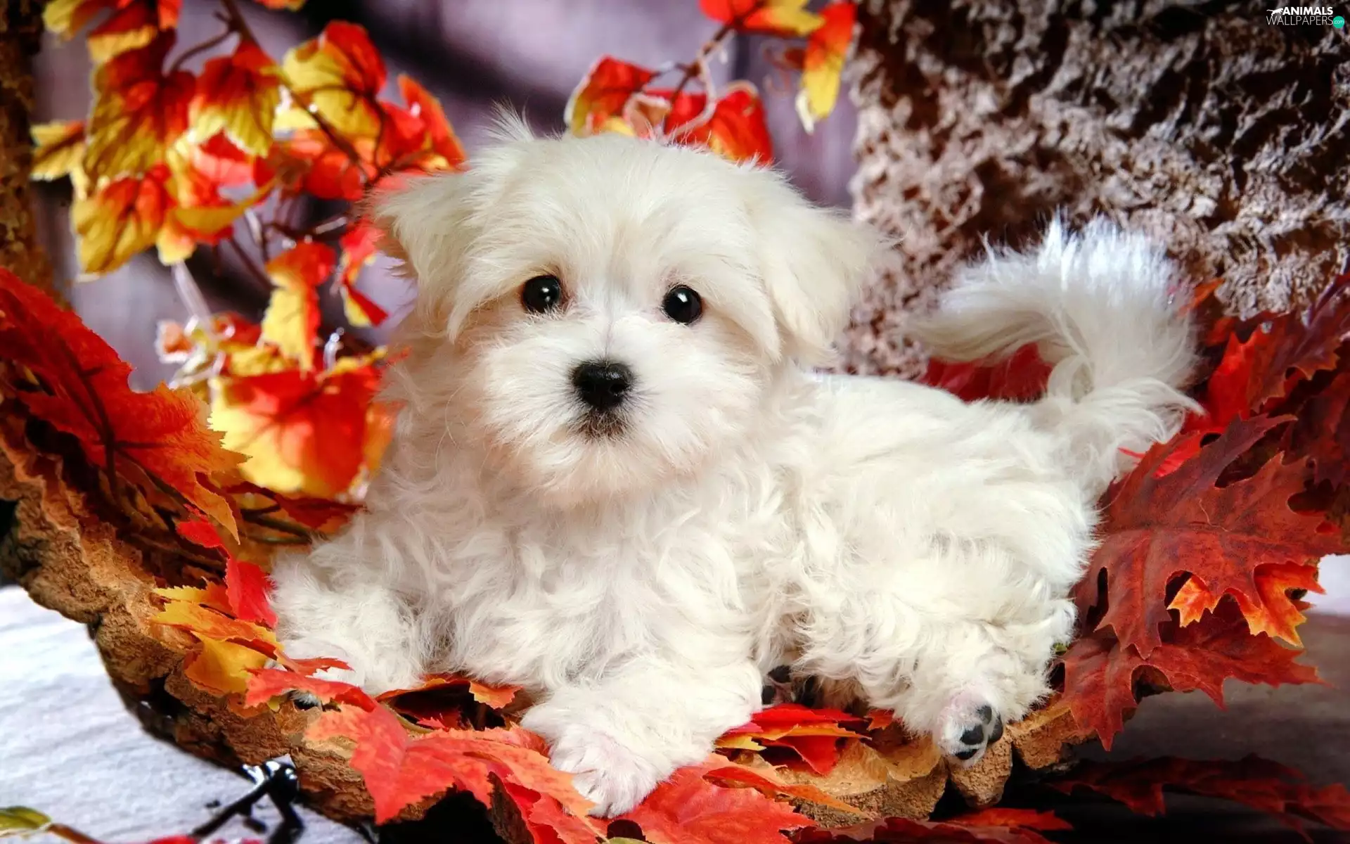 Leaf, Bichon frise, puppie