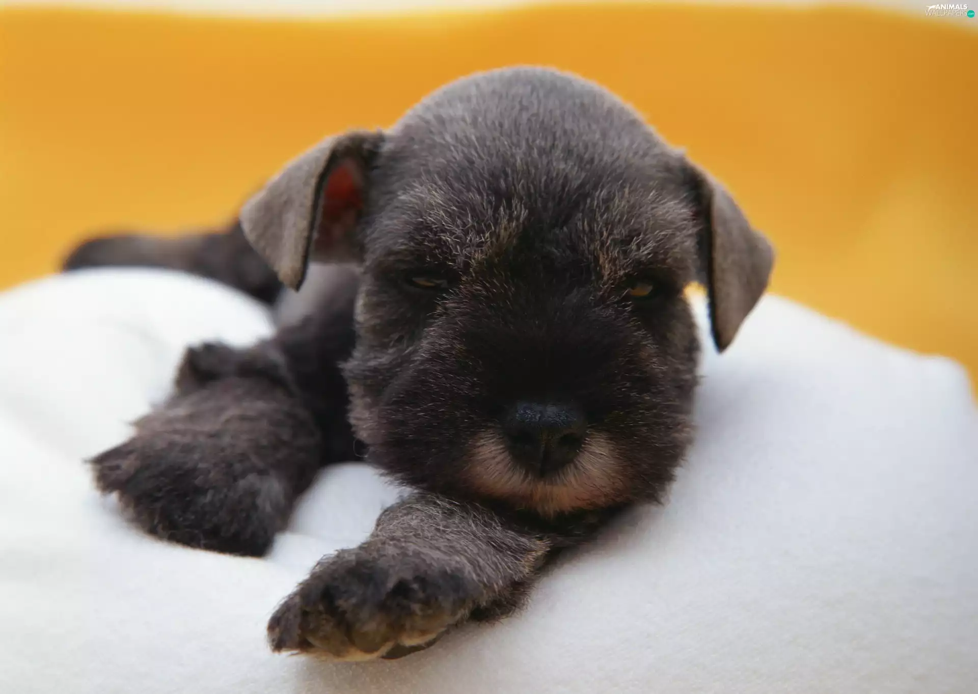 small, puppie, miniature Schnauzer, doggy