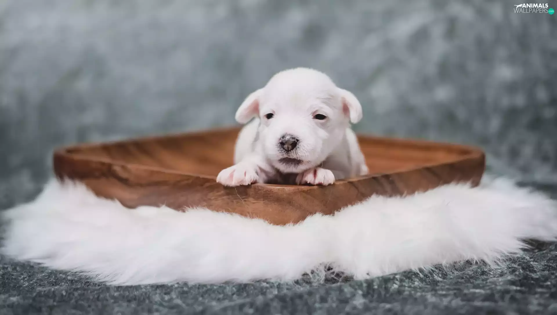 puppie, small, White