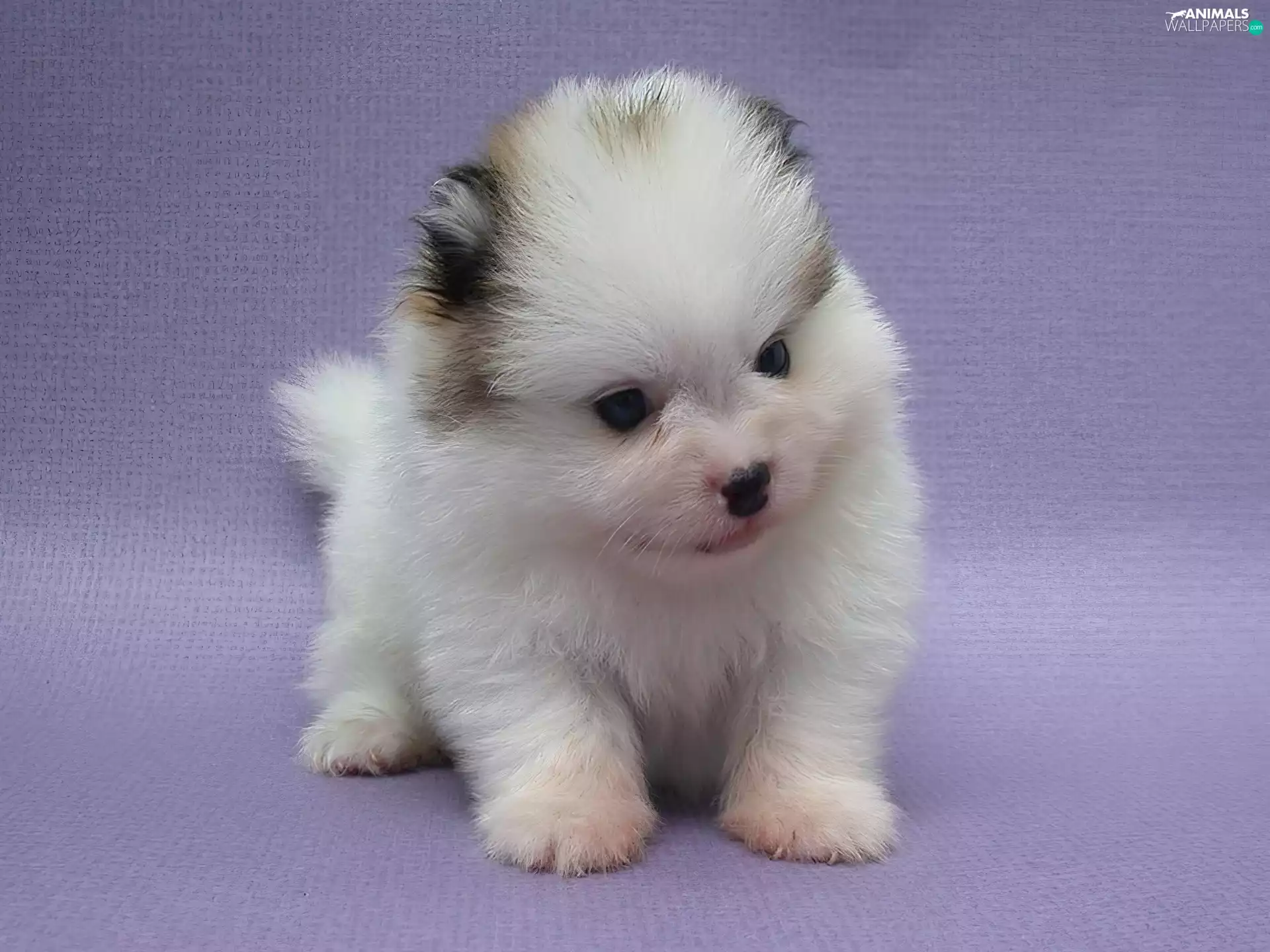 puppie, small, White