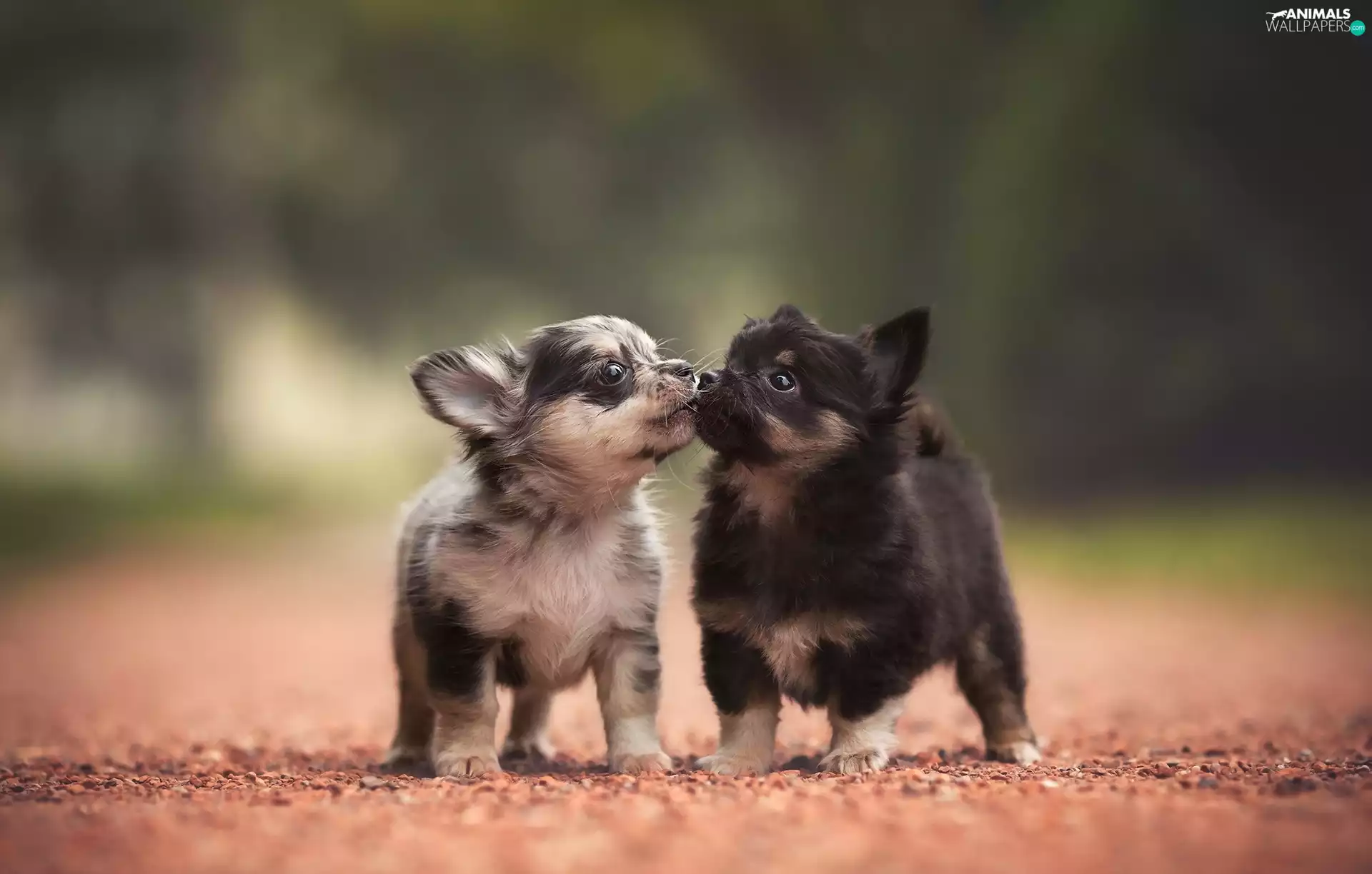 animals, sweet, Chihuahua, puppies