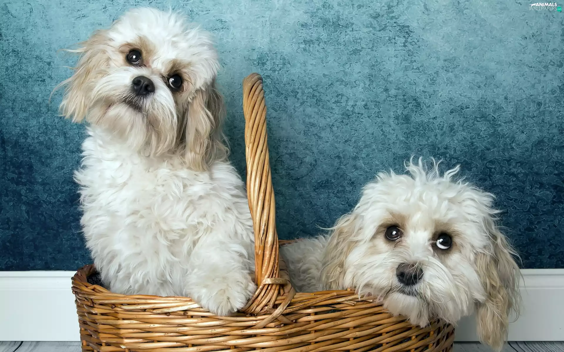 basket, Two cars, puppies