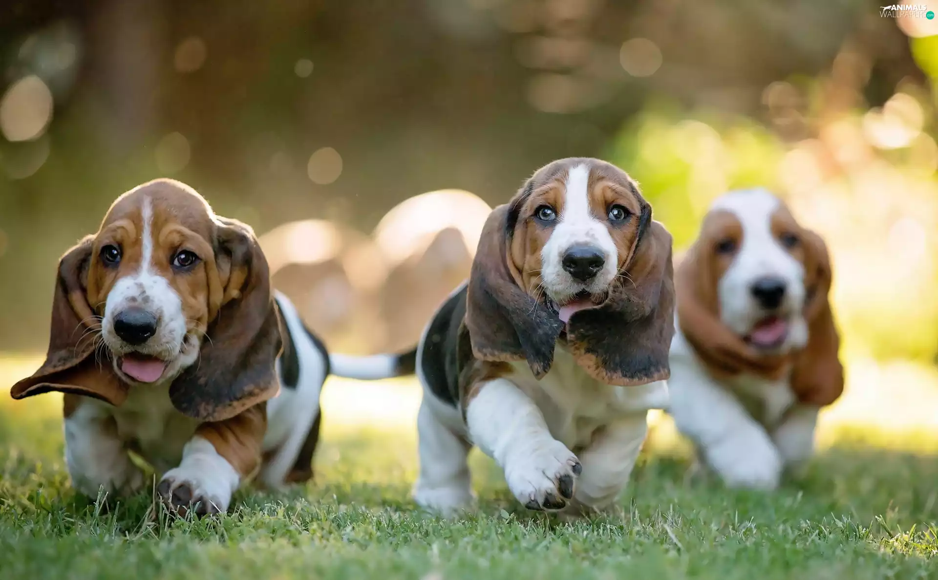 Basset Hound, Three, puppies