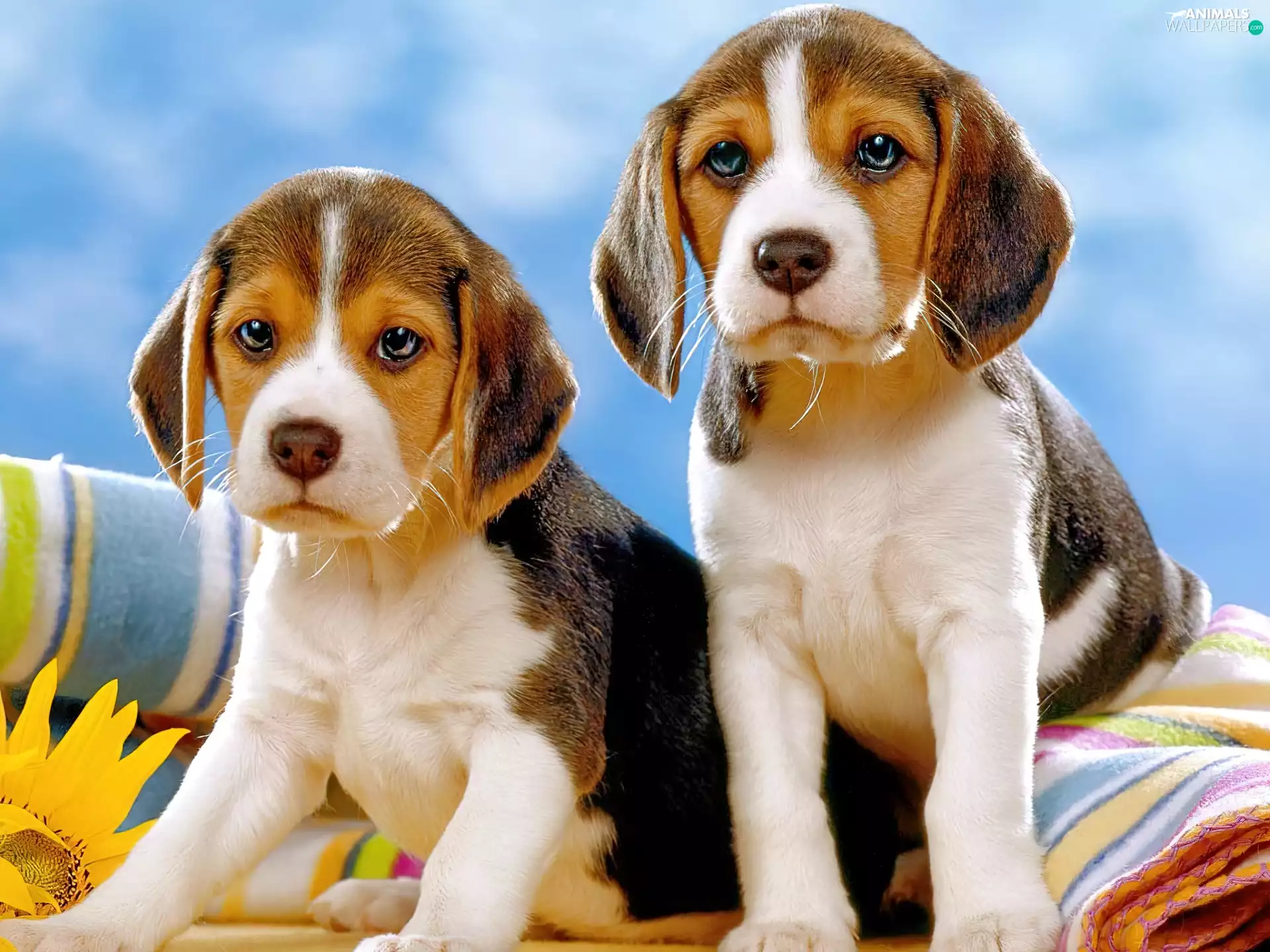 Beagle, Two cars, Puppies