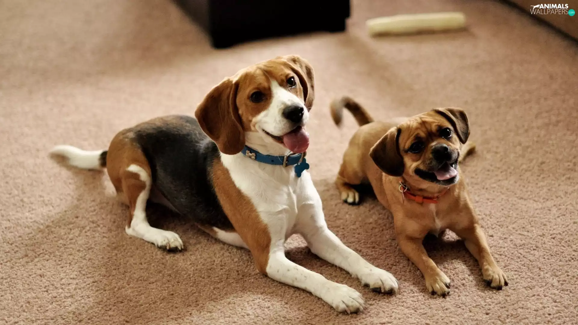 puppies, Beagle