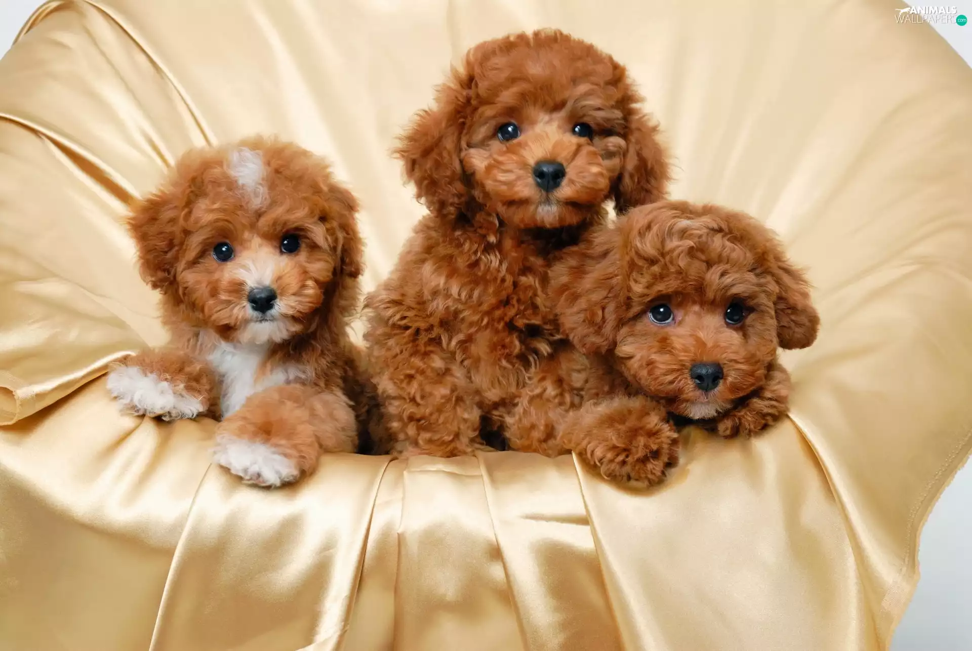 Puppies, Three, Brown