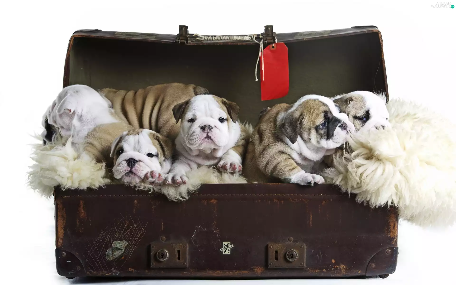 puppies, English Bulldog