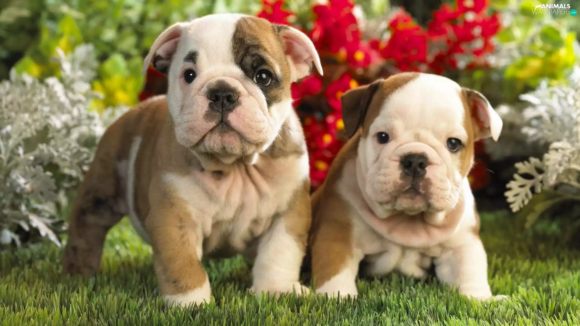 Puppies, Bulldog