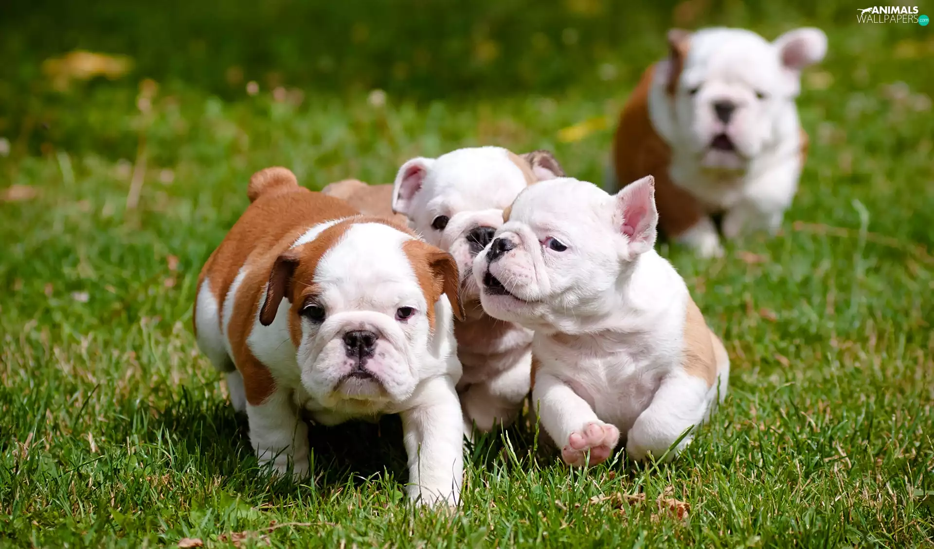 puppies, English Bulldogs