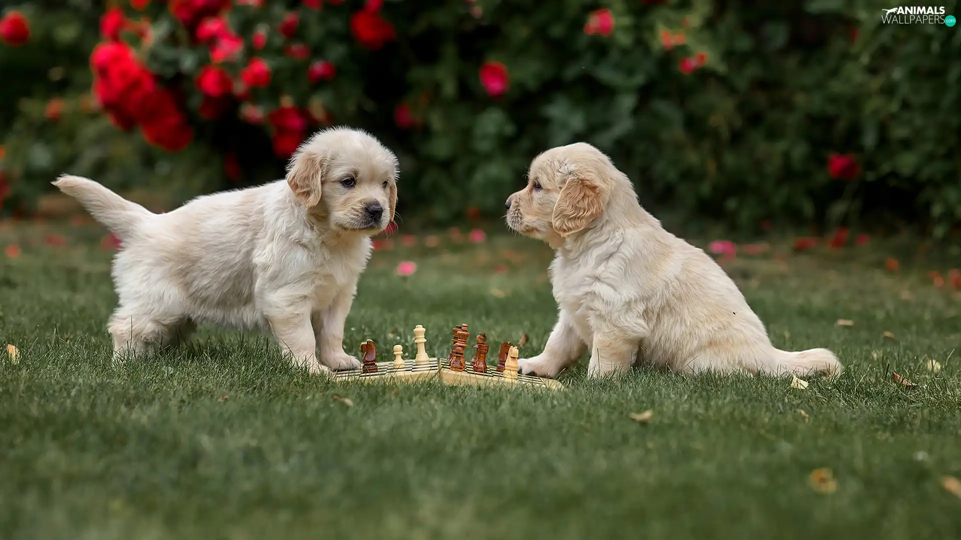 Dogs, Two cars, chess, grass, Golden Retrievery, puppies