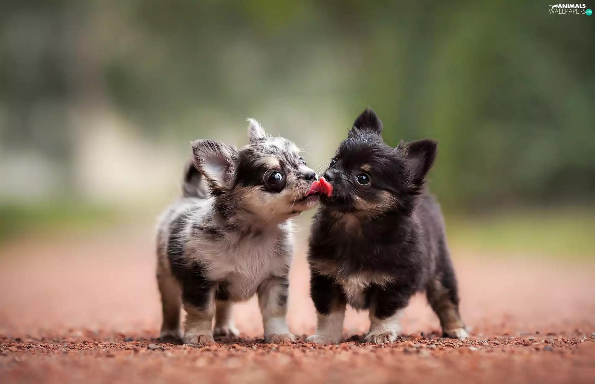 Chihuahua, sweet, Puppies, puppies