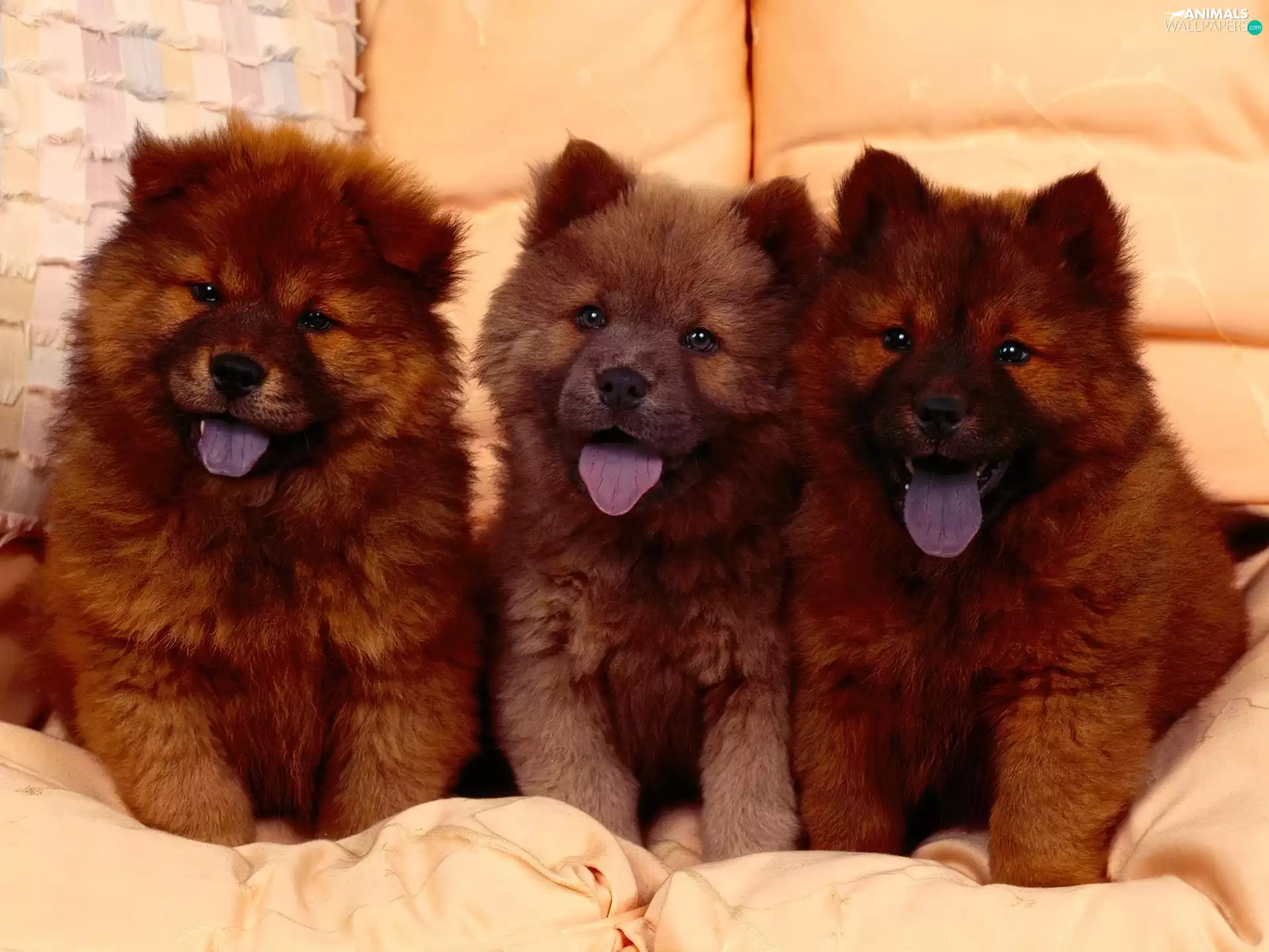 puppies, Chow chow