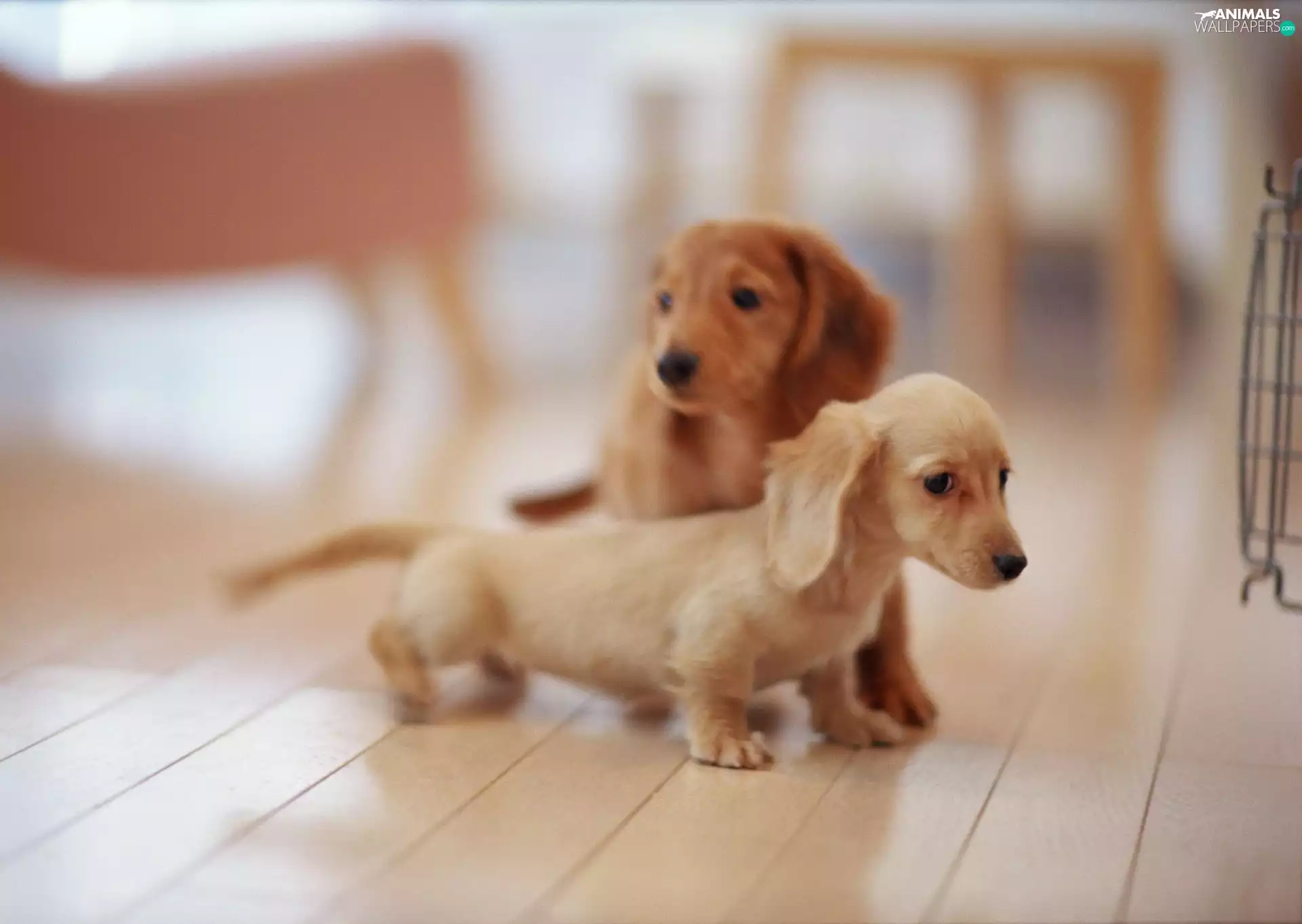 puppies, Dogs, dachshunds