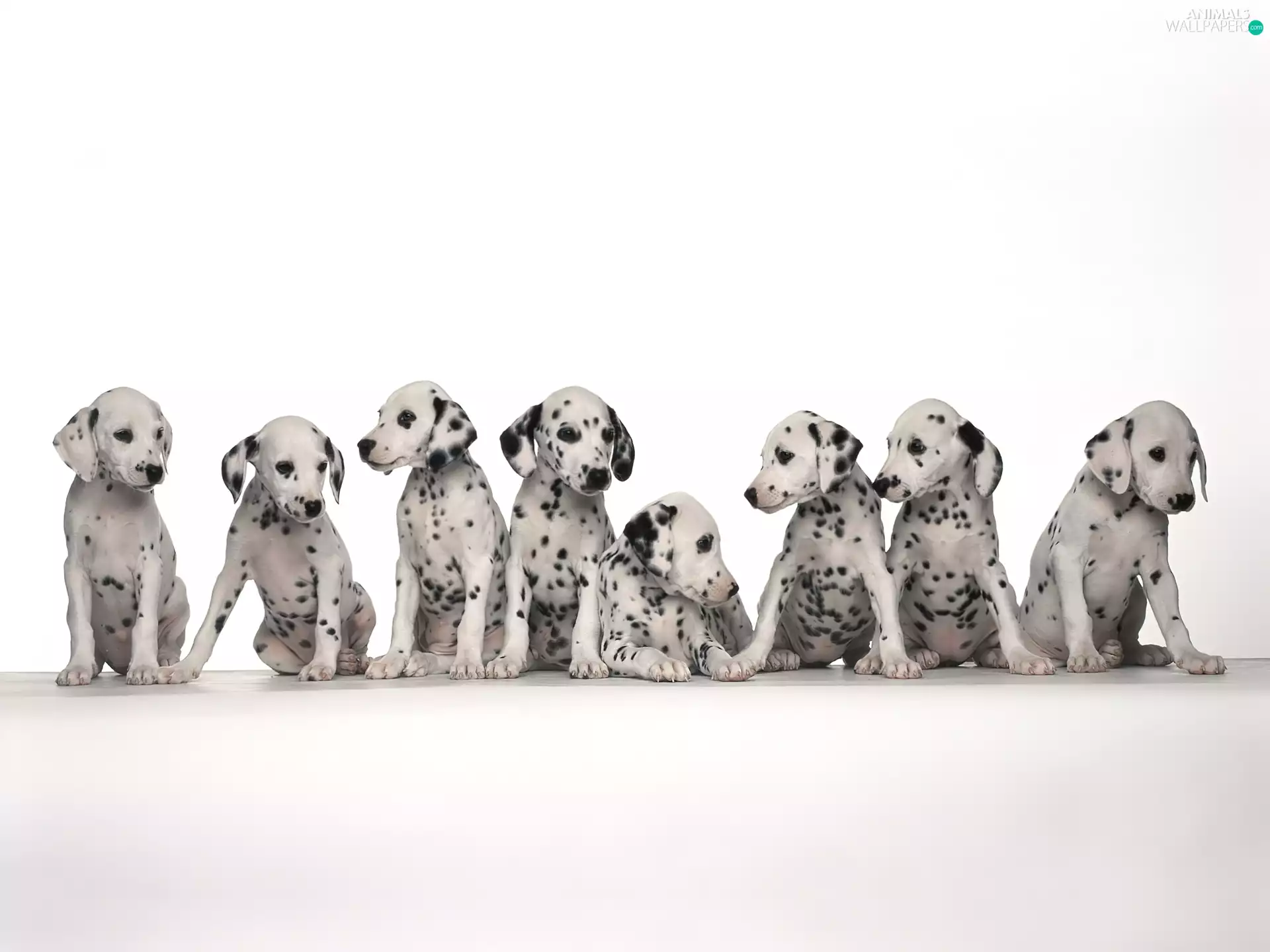 puppies, Dalmatians