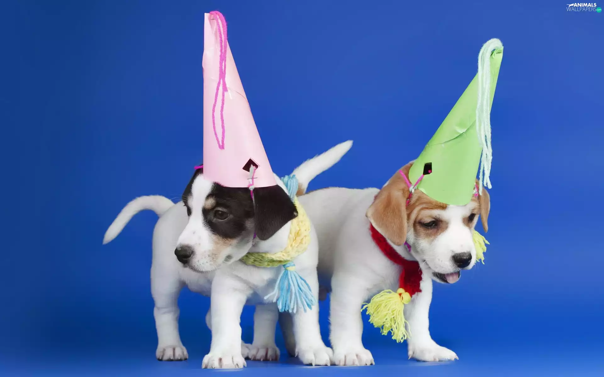Dogs, caps, birthday, puppies