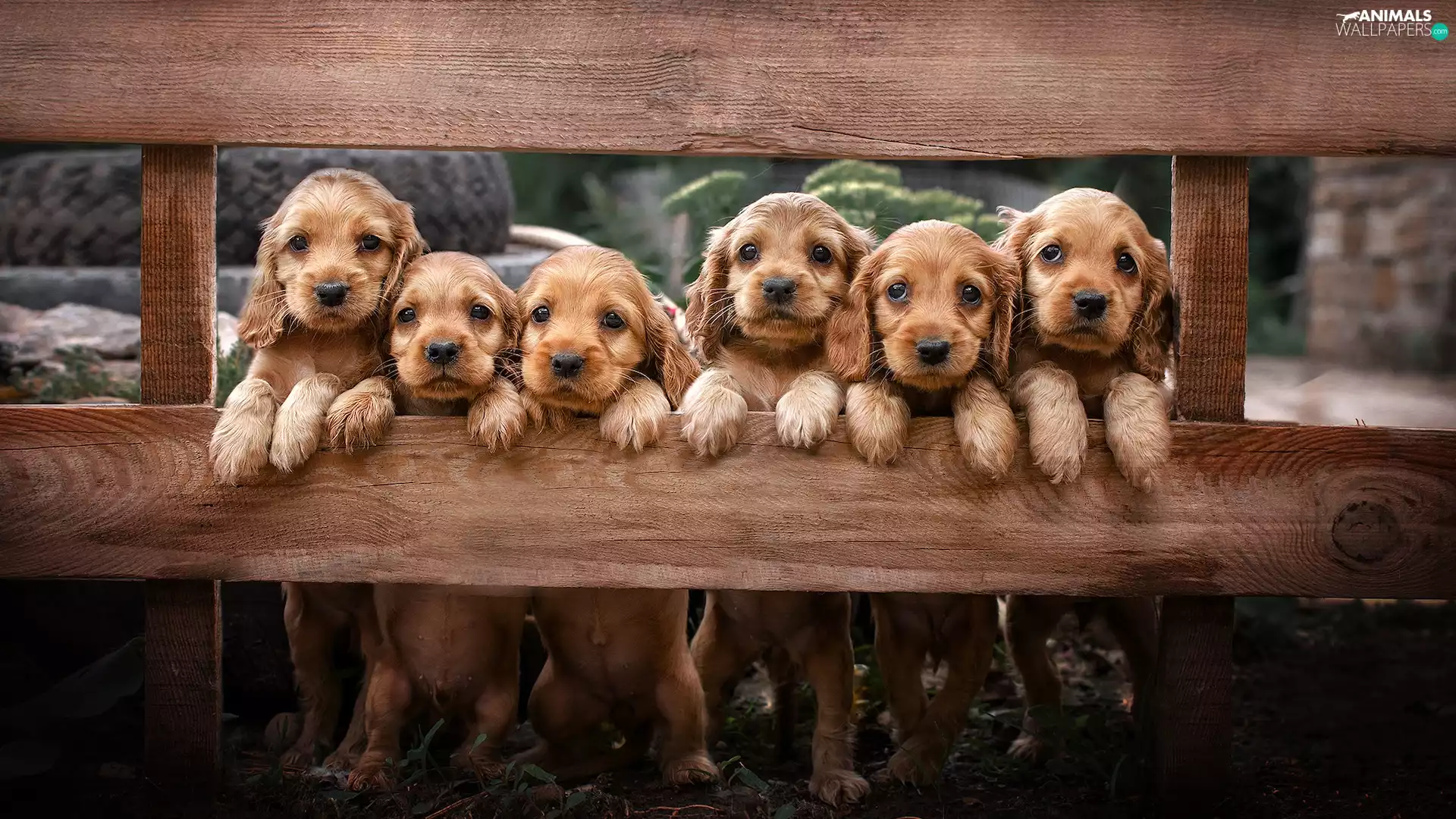 Dogs, Fance, boarding, puppies