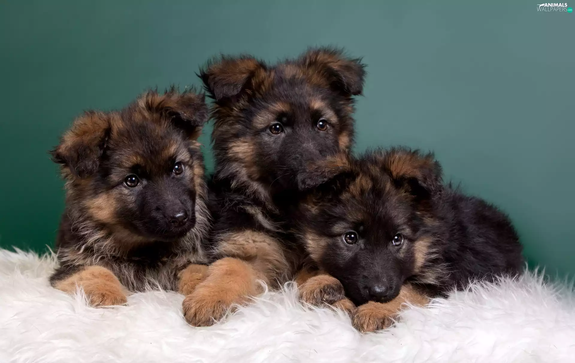Dogs, Shepherds, German, puppies