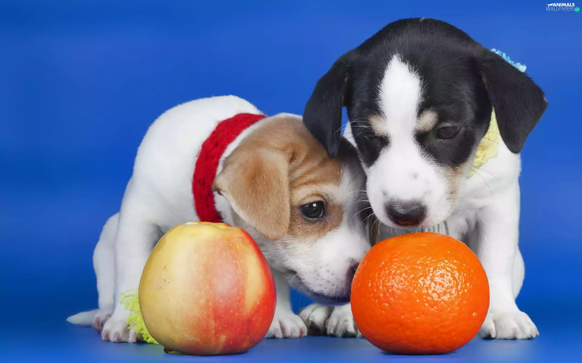 Dogs, Apple, orange, Puppies