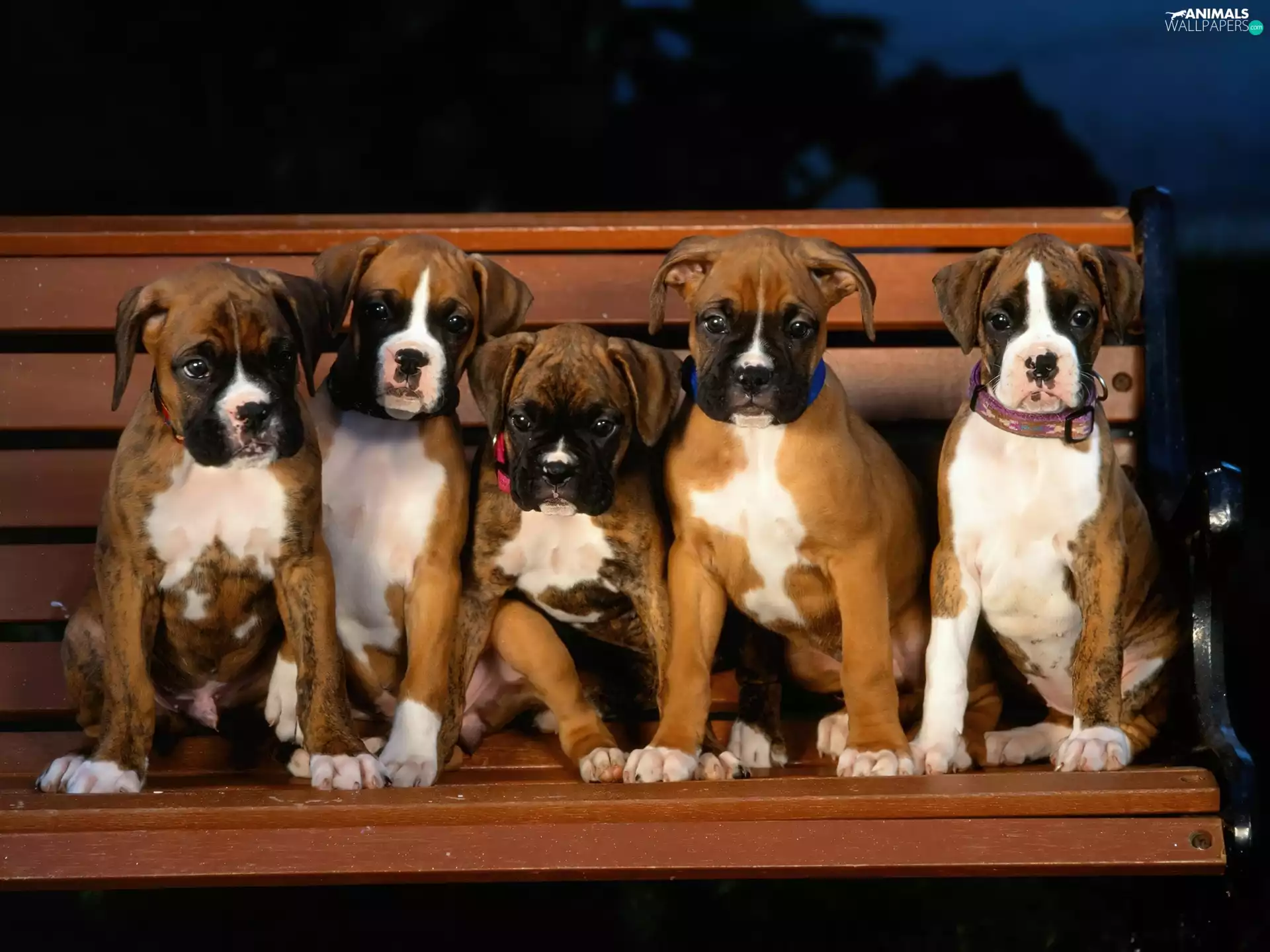 five, boxers, Bench, puppies