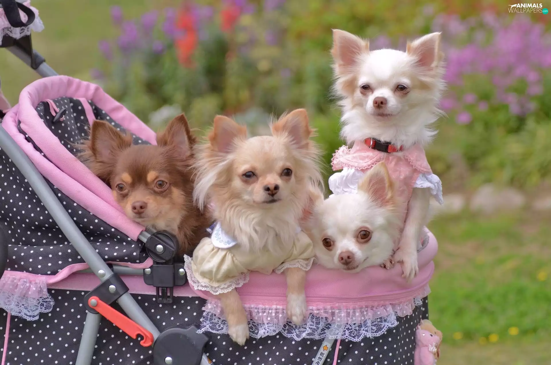 four, Chihuahua, trolley, puppies