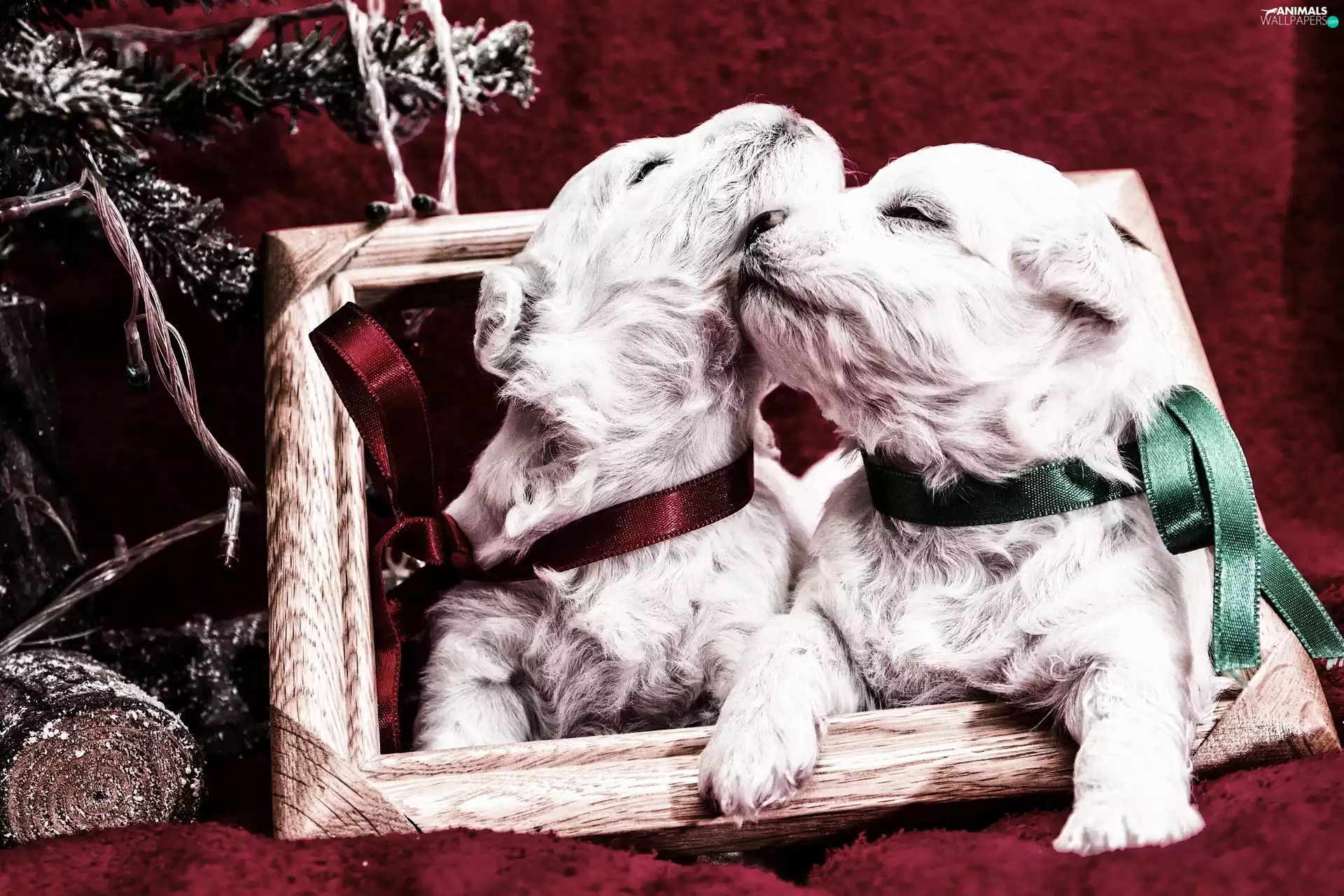 puppies, Wood, frame