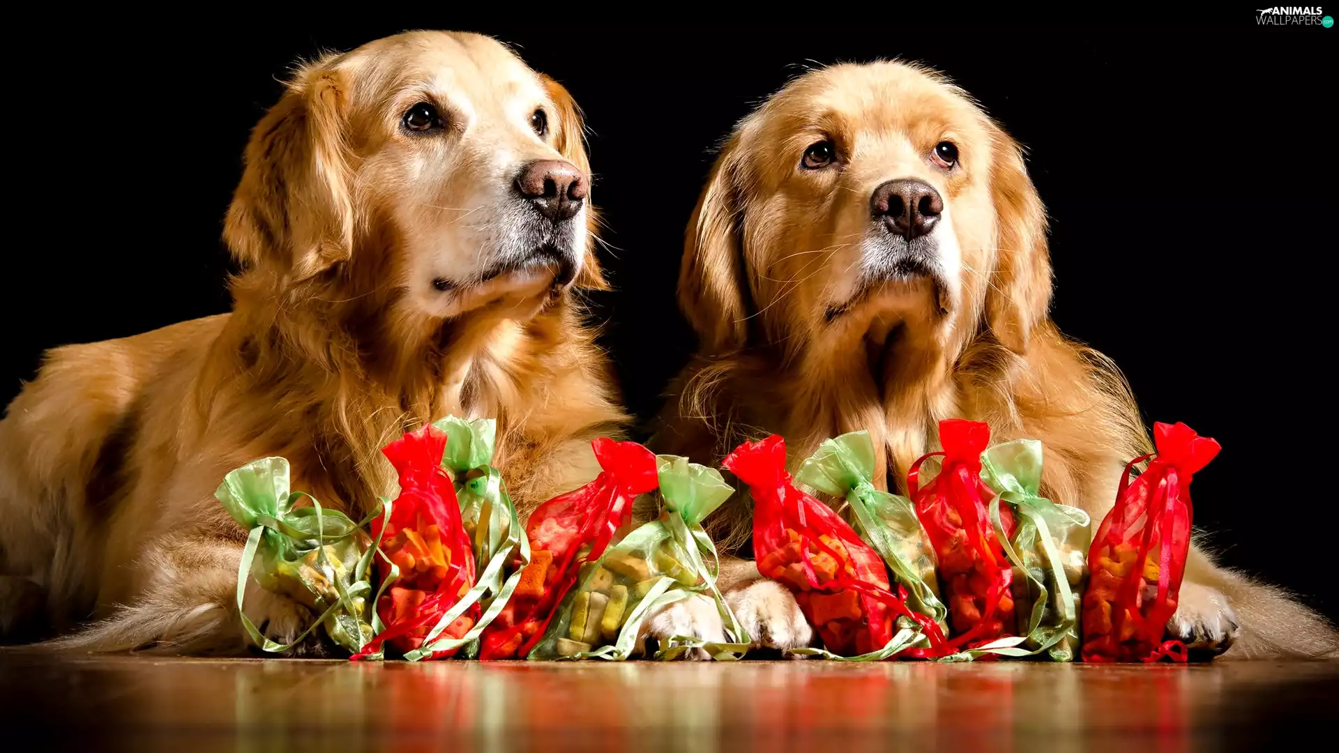 gifts, Two cars, puppies