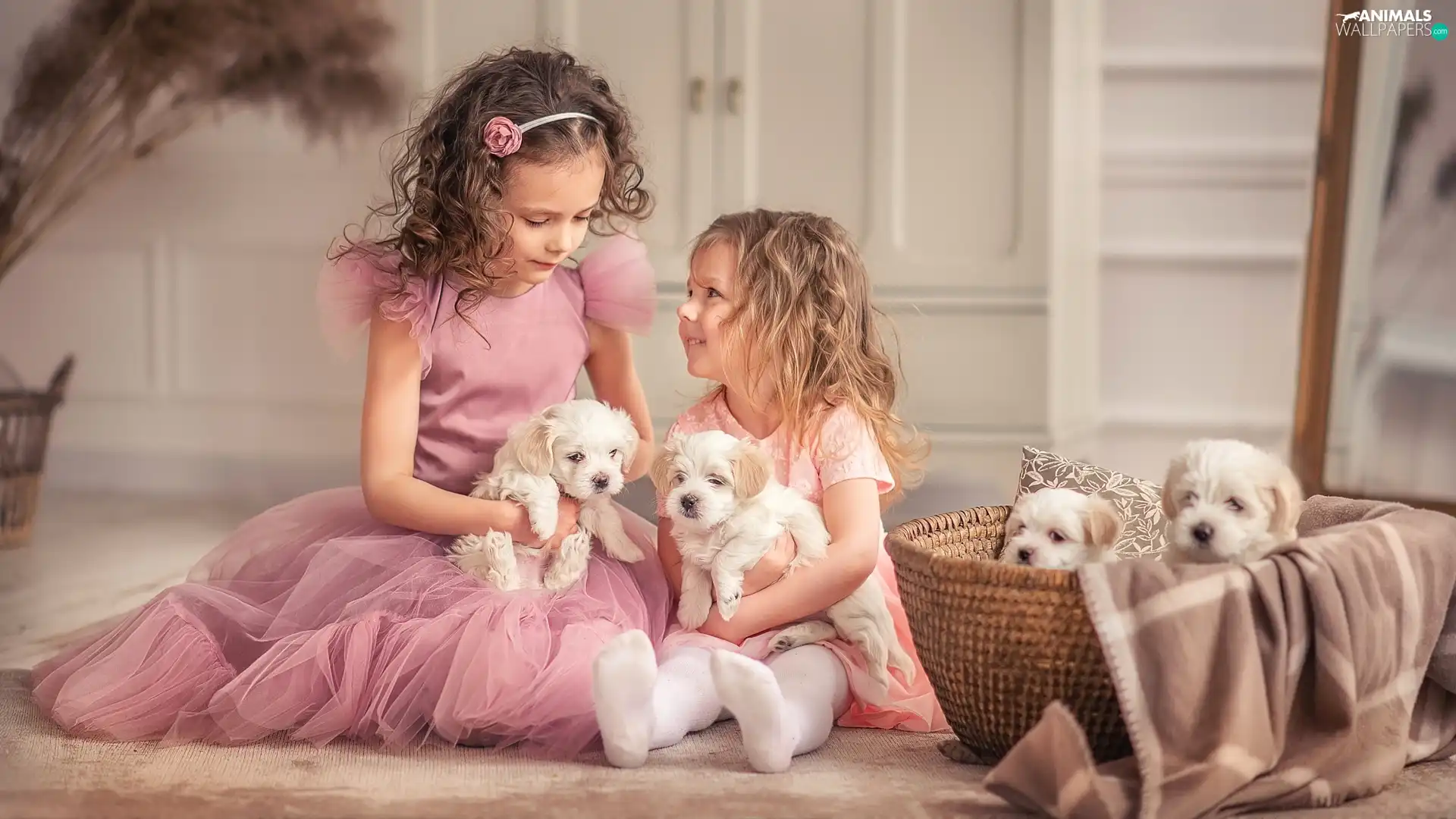 Dogs, puppies, girls, basket, Kids