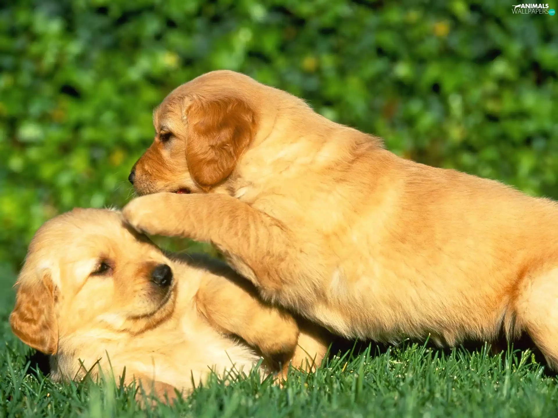 grass, Two cars, puppies